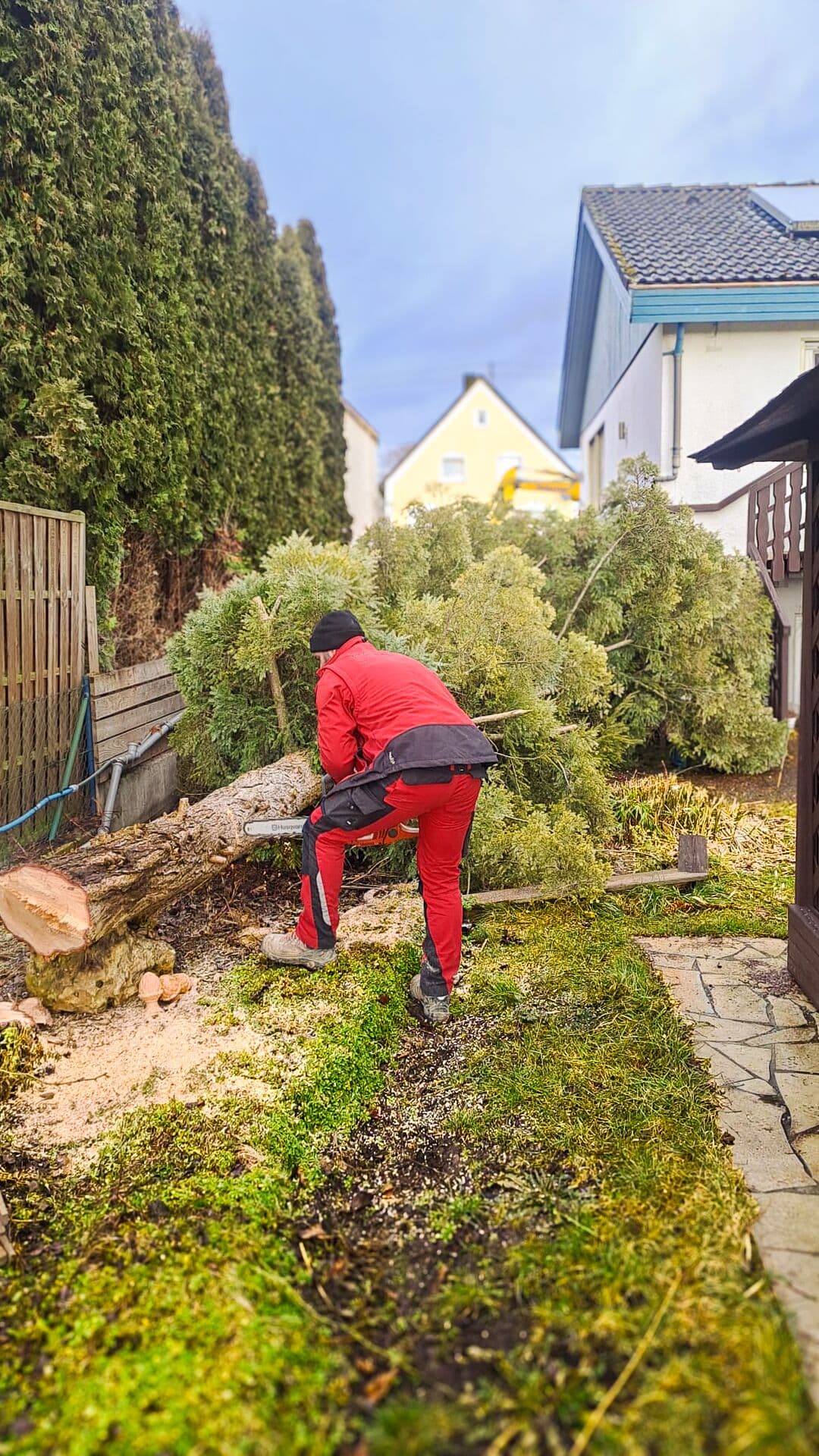 Ein Mann aus dem Team zersägt mit der Motorsäge den Stamm eines gefällten Nadelbaums im Garten eines Wohnhauses