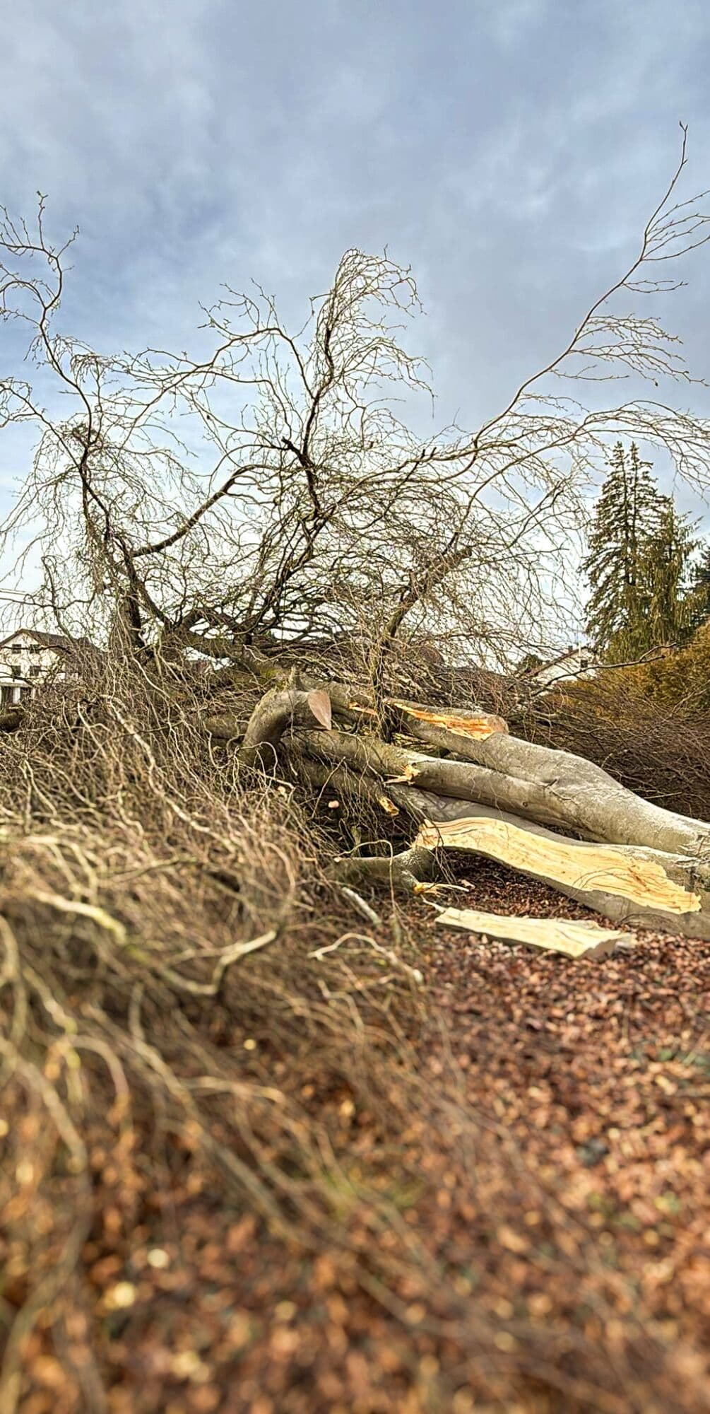 Großer Laubbaum am Boden mit aufgesplittertem Stamm, ringsum Äste und Laub